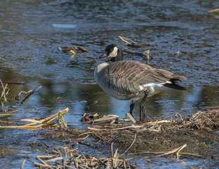 Canada goose
