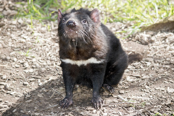 Tasmanian Devil