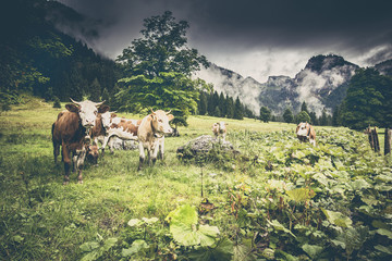 Kühe auf der Alm in den Alpen