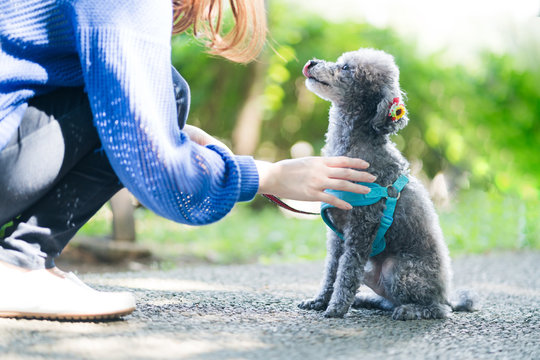 犬の散歩、女性、お手、握手、しつけ