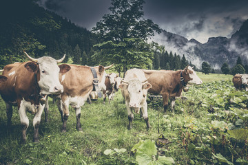Kühe auf der Alm in den Alpen