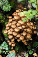 Young mushrooms growing on a tree