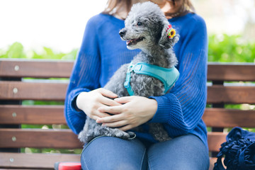 犬の散歩、女性、ベンチ