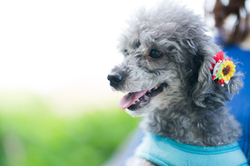 犬の散歩、女性、ベンチ