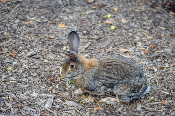 side view of large rabbit with long ears outside