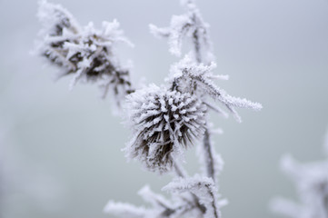 Pflanzen im Winter