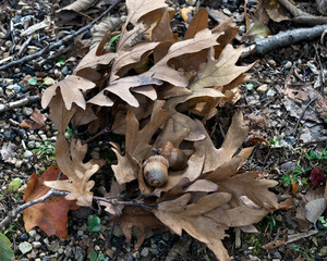Bunch of acorns on fall oak leaves during warm sunny day