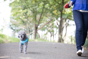 犬の散歩、女性、歩く、走る