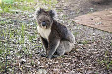 koala