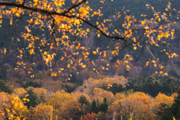 Autumn in Japan Nikko