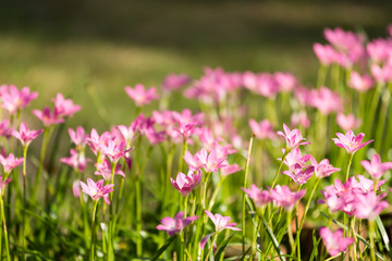 Pink flower