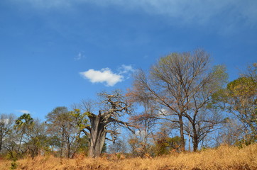 Fototapeta na wymiar The African landscape. Mozambique