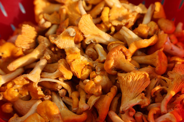 Pfifferlinge gewaschen im roten Sieb