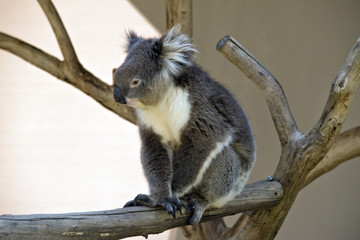 koala