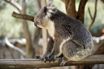 Tableaux ronds sur aluminium brossé Koala koala