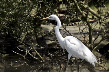 great egret