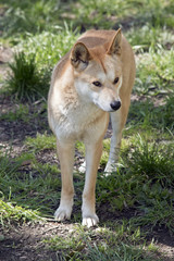 golden dingo
