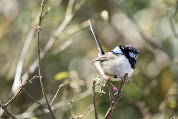 superb fairy wren