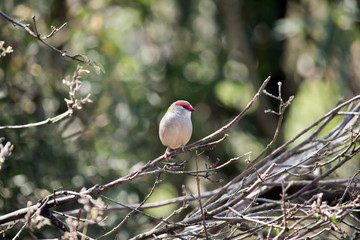 red browed finch