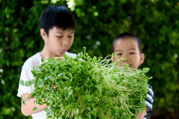 Obraz premium Asian boy interesting at young seedling