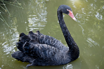 Fototapeta premium black swan