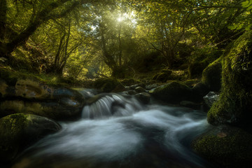 Obraz premium Forest river