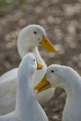 White Ducks