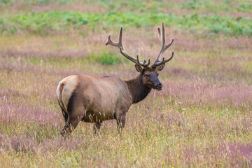 Naklejka na ściany i meble Elk in the Wild eating in a Field