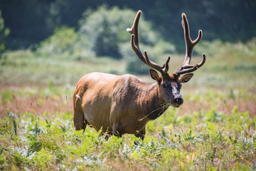 Elk Walking in a Field