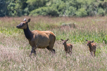 Fototapeta na wymiar Mama Elk and Baby