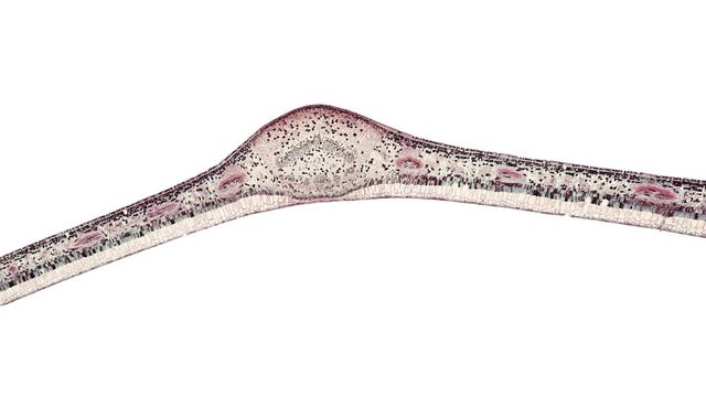 cross section cut of gum leaf under the microscope