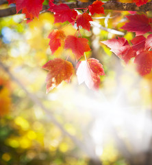 Abstract foliage background. Autumn season