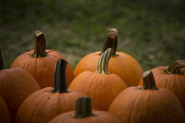 Pumpkins