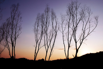 Dead tree on the mountain at sunset - blur background - abstract image