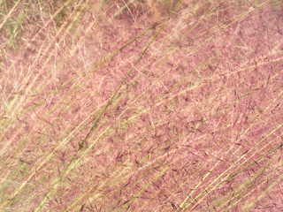 Soft Natural Purple Fountain Grass Background Texture