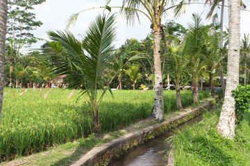 Obraz premium Rice field in Bali