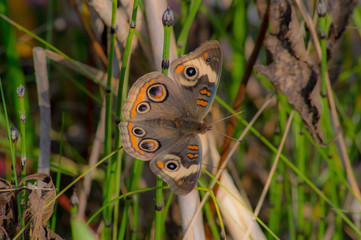 brown and orange butterfly