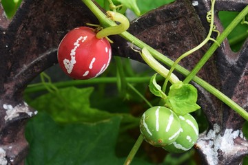 オキナワスズメウリ