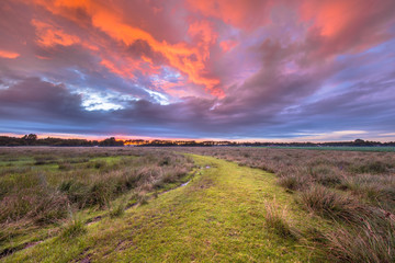 Green grassy trail leading through natural landscape