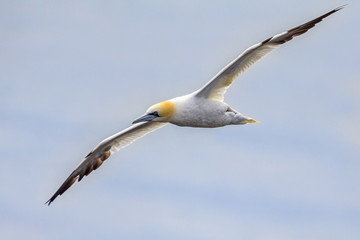 Northern gannet in flight