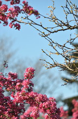 Blooming wild pink fuchsia purple crab apple tree with blue sky background and copy space