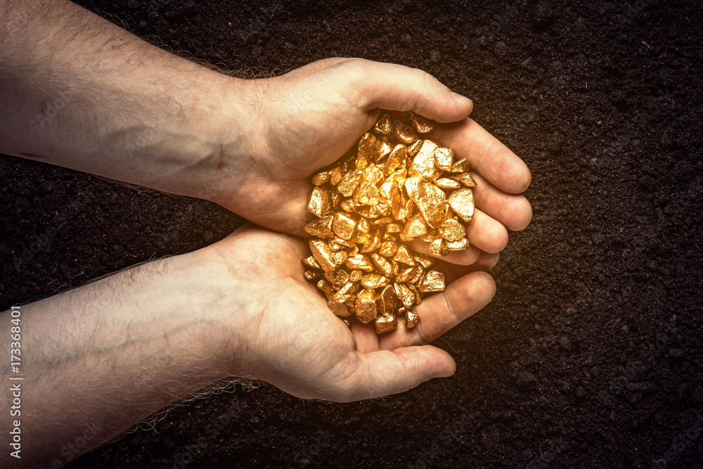 Wall mural Gold nuggets the hands of the miner.  The working hands of a peasant with pure gold. top view