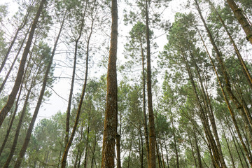 Rubber tree forest so beautiful landscape with sun ray of shine