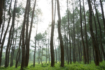 Rubber tree forest so beautiful landscape with sun ray of shine