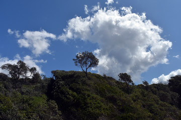 Trees and cloud on a mountain ridge