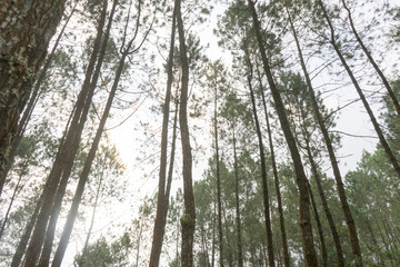 Rubber tree forest so beautiful landscape with sun ray of shine