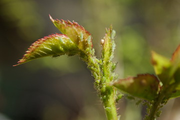 Aphid infestation