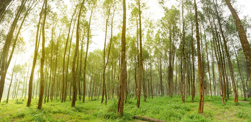 Rubber tree forest so beautiful landscape with sun ray of shine