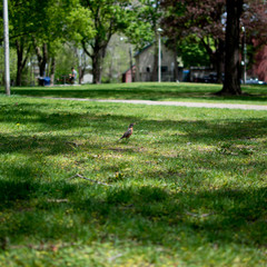 木漏れ日と小鳥