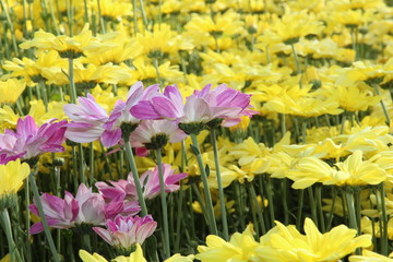 Beautiful flower arrangements in the garden